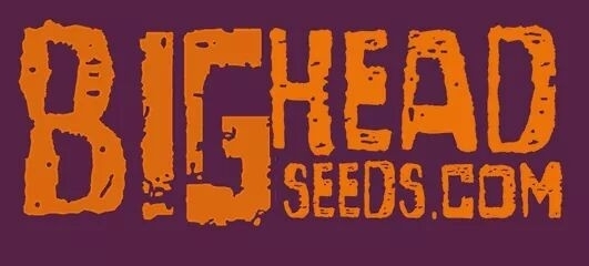 Bighead Seeds