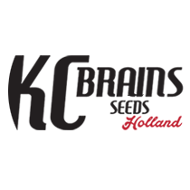 KC Brains