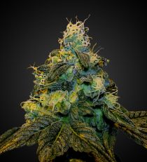 Auto Sweet Tooth Marijuana Seeds