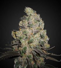 Blue Cheese Feminized