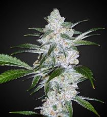 Bubblegum Feminized Marijuana 