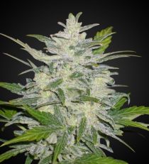 Lowryder 2 Marijuana Seeds