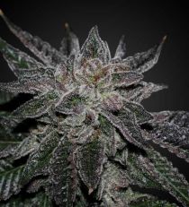 Sour Kush regular seeds