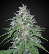 Amnesia Feminized Seeds