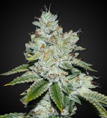 Auto Cheese feminized 