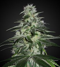 Blueberry Feminized