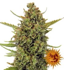 Acapulco Gold Feminized Marijuana Seeds