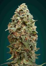 Afghan Skunk Feminized - Advanced Seeds