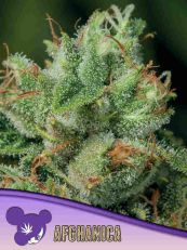 Afghanica Feminized 3 Seeds - Anesia Seeds