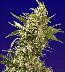 AK Regular - Spliff Seeds