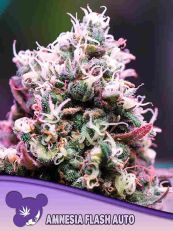 Amnesia Flash Autoflower - Anesia Seeds