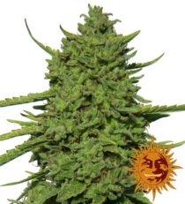 Amnesia Lemon Feminized Marijuana Seeds