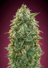 Amneisa Feminized - Advanced Seeds