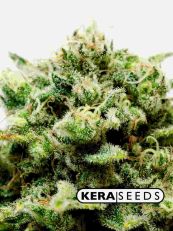 Amnesia Mac Ganja Feminized - Kera Seeds