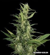 Aamurskiy Giant Auto by Kalashnikov Seeds