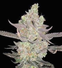 Apple Fritter Feminized