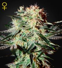 Arjan's Strawberry Haze Feminized Marijuana Seeds