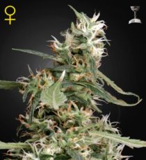 Arjan's Haze 1 Feminized Marijuana Seeds