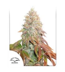 Auto Banana Blaze by Dutch Passion