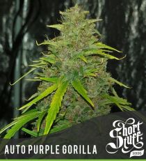 Auto Purple Gorilla by Short Stuff