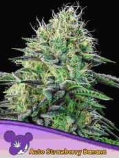 Strawberry Banana Autoflower