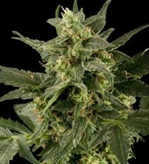 Auto Pineapple Gum by Black Skull Seeds