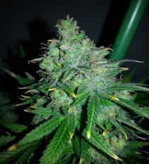 Auto White Widow x Big Bud by Female Seeds 