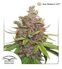 Auto Glueberry O.G. by DP Seeds