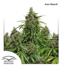 AutoMazar by DP Seeds