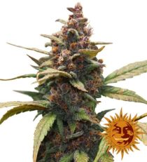 Ayahuasca Purple Feminized Marijuana Seeds