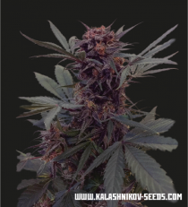 Black Babushka Auto by Kalashnikov Seeds