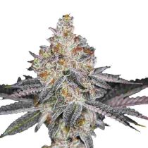 Banana Glue Feminized 5 Seeds - Growers Choice