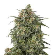 Banana Sherbet Feminized 5 Seeds - Growers Choice