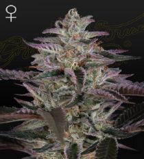 Banana Krumble Feminized by Green House Seeds