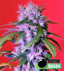 Berry Bomb Auto Feminized Marijuana Seeds