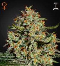 Big Bang Feminized Marijuana Seeds