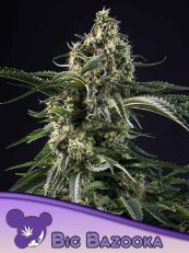 Big Bazooka Feminized