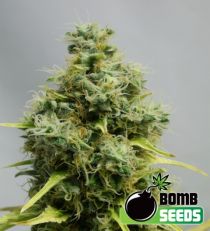 Big Bomb Feminized Marijuana Seeds