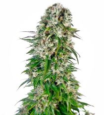 Big Bud Automatic by Sensi Seeds 