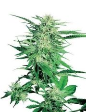 Big Bud Feminized - Sensi Seeds