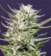 Big Freeze by Bighead Seeds