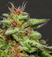 Julie's Cookies by Bighead Seeds