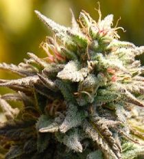 Trippy Gorilla by Bighead Seeds