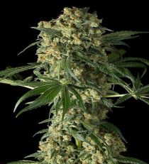 Big Kush by Dinafem Seeds