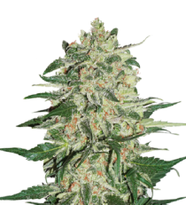 Big Bud by Seed Stockers