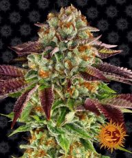 Biscotti Mintz Feminized - Barneys Farm