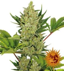 Auto Blue Cheese Feminized Marijuana Seeds