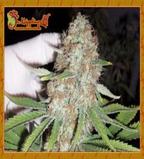 Blue Kripple by Dr Krippling Seeds