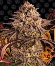 Blue Sunset Sherbert Feminized - Barneys Farm