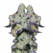 Blue Dream Sherbet Feminized 5 Seeds - Growers Choice